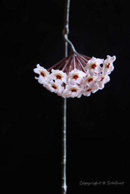 Hoya