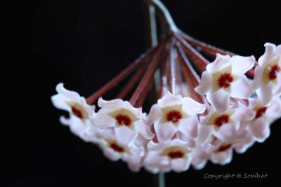 IMG_1180.jpg