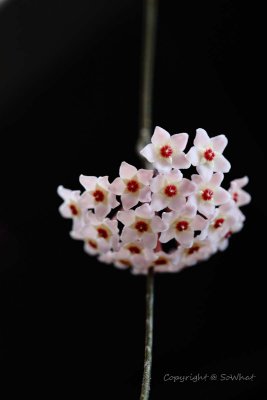IMG_1201.jpg