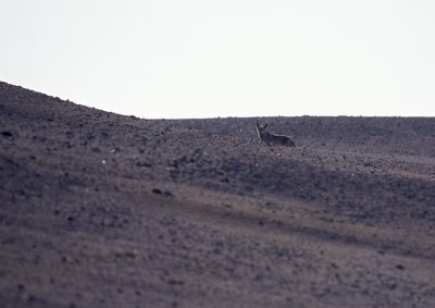 g3/18/948218/3/123365240.4VlEsJou.jpg