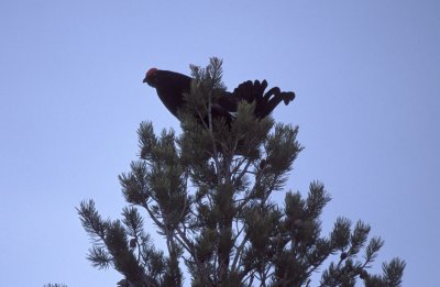 Gallo forcello