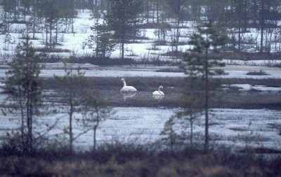 Cigno selvatico