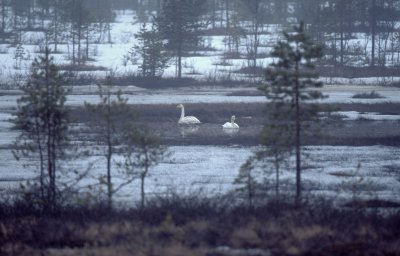 Cigno selvatico