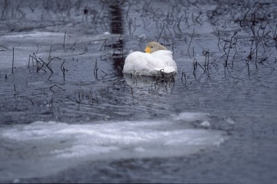 Cigno selvatico