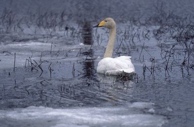 Cigno selvatico