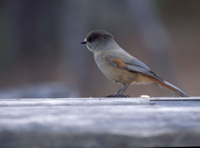 Ghiandaia siberiana
