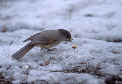 Ghiandaia siberiana