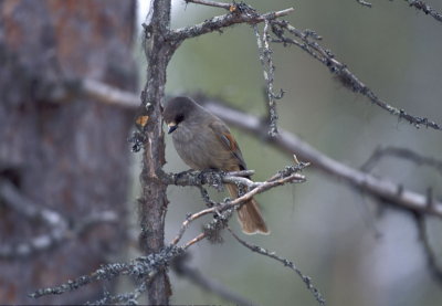 Ghiandaia siberiana