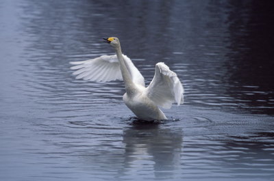 Cigno selvatico