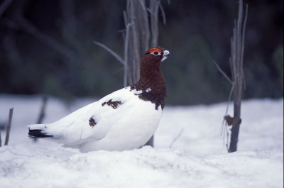 Pernice bianca nordica