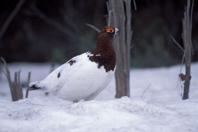 Pernice bianca nordica