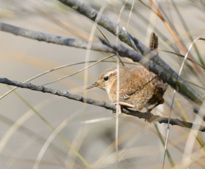Scricciolo