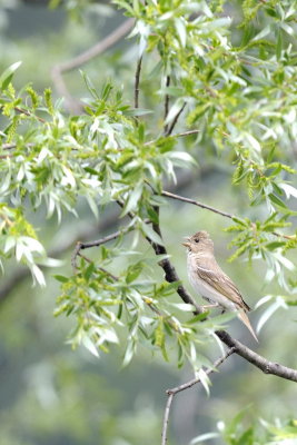 Ciuffolotto scarlatto