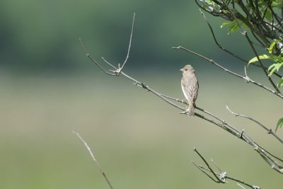 Ciuffolotto scarlatto