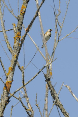 Cardellino