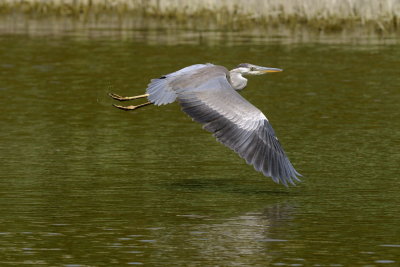Airone cinerino