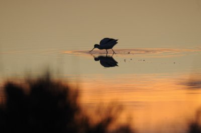 Avocetta