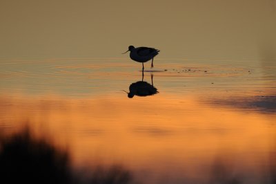 _Avocetta