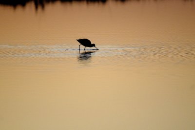 Avocetta
