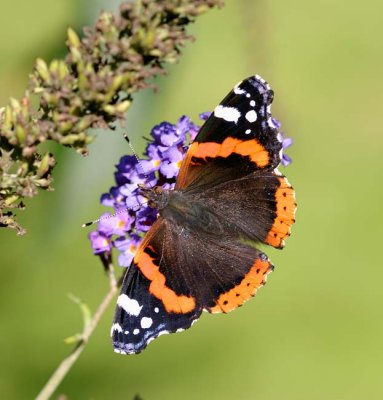 Amiral, (Vanessa atlanta)