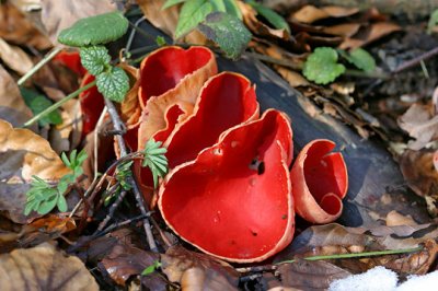 Scharlakansröd Vårskål, (Sarcoscypha coccinea)