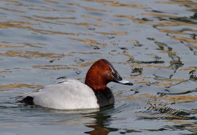 Common Pochard, male