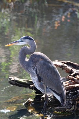 Great Blue Heron, juvenile