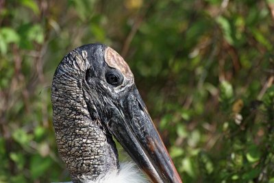 Wood Stork