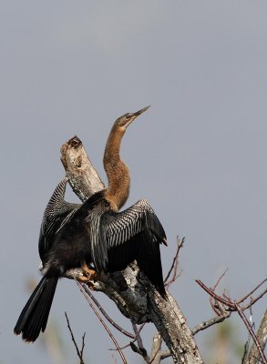 Anhinga, female