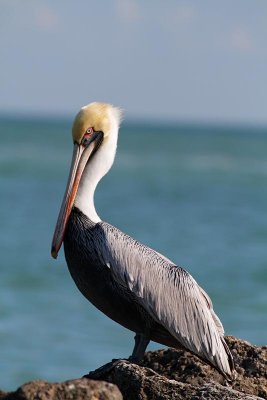 Brown Pelican, non breeding