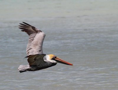 Brown Pelican, non breeding