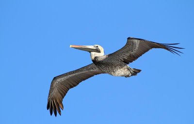 Brown Pelican, subadult