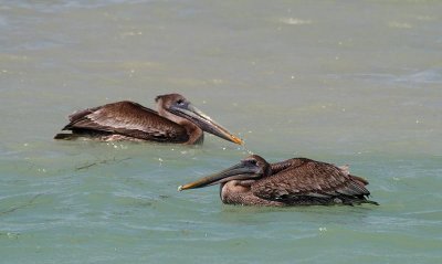 Brown Pelican, juveniles
