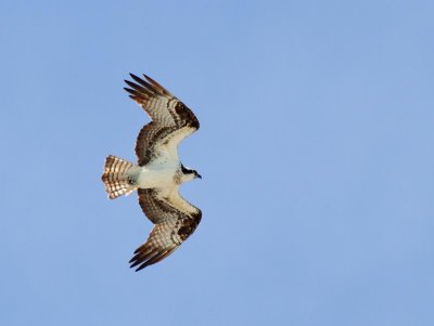 Osprey