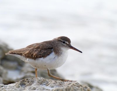 Spotted Sandpiper, winter