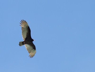 Turkey Vulture