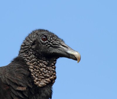 Black Vulture