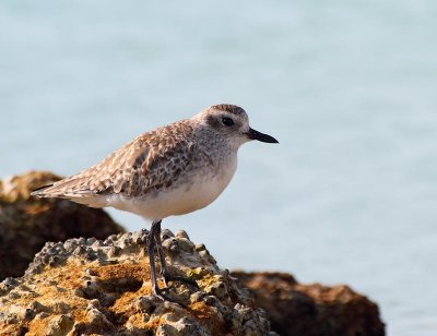 Black-bellied Plover