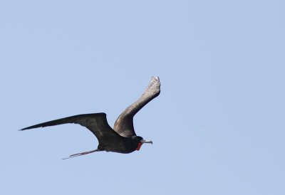 Magnificent Frigatebird, male