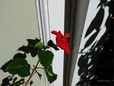 lonely hibiscus baby.jpg