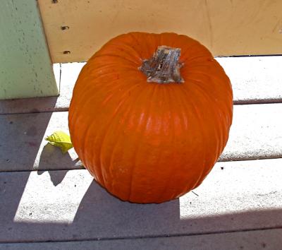 pumpkin in december.jpg