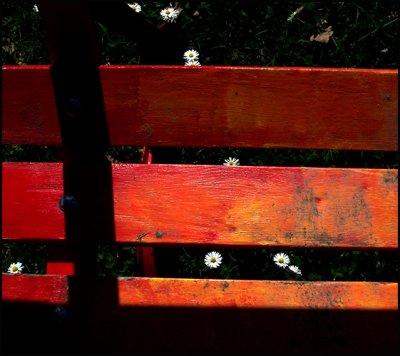 bench bloomers.jpg