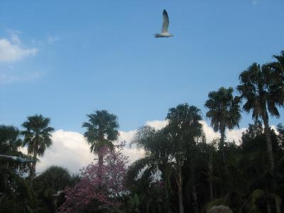 Flora and Fauna In Florida