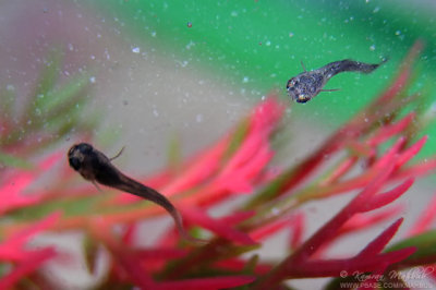 Aquarium