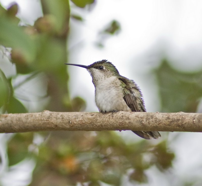 Resting hummingbird, rubythroat