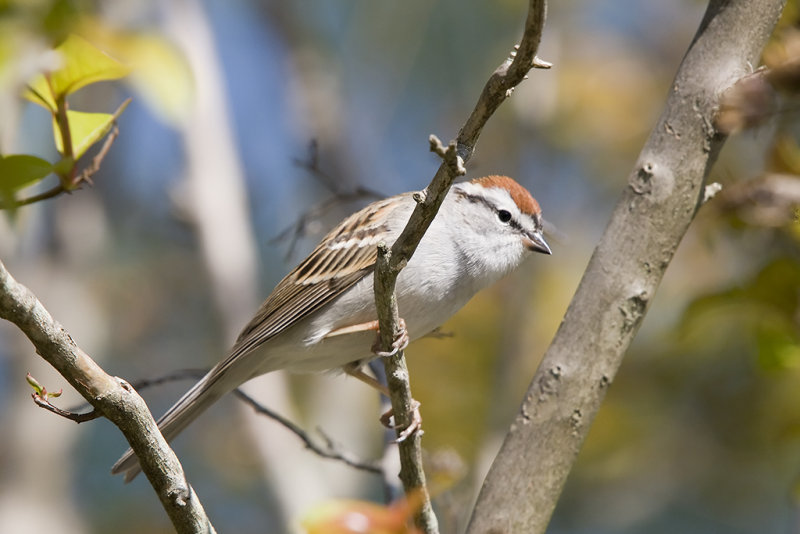 Chipping sparrow