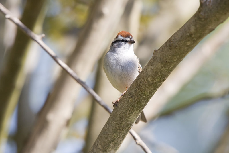 Chipping sparrow