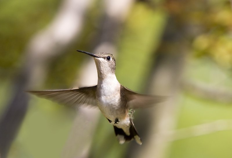 ruby throat