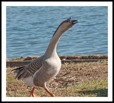Wait for me!, female goose