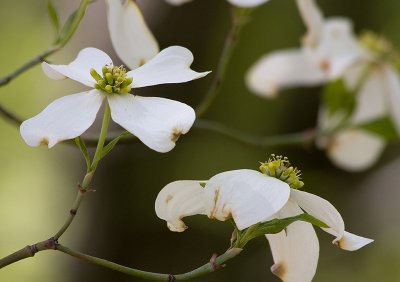 Dogwood wild